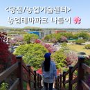 예쁜 아이 센터 | 당진 농업기술센터 (농심테마파크) 겹벚꽃 철쭉 명소 지금 딱 예쁜 4월 26일 후기
