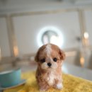 퍼피베베 이미지