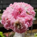 지경(북안) 이미지