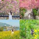 와룡산청룡사앞 | 경남 사천 가볼만한곳 와룡산 청룡사 겹벚꽃 명소