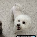 글로리 애견 유치원 이미지