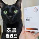 고양이 스트레스 보조제 조공 릴리프
