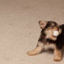 서울동물메디컬센터 이미지