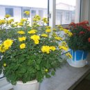 금성여자상업고 이미지