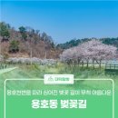 용호천 | 용호천변을 따라 심어진 벚꽃 길이 무척 아름다운 &#39;용호동 벚꽃길&#39;
