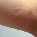 하님약국 | 씨잘정 임산부 약국 복용법 리뷰