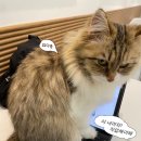 캣플 | 동탄 데이트, 아이와 놀기좋은 개냥이 천국 캣플 동탄점 할인정보 및 예약후기