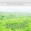 참조아식품