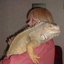 이구아나 이미지