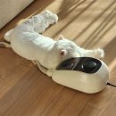 노은동물병원 | 본1 2학기 13~16주차 후기: 정신없이 시험치다보니 종강벨 종강벨 종강벨 울려