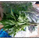 원농장1 이미지