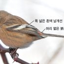 홍 이미지