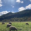 모동모동 이미지