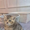 창원고양이분양 퍼스트캣 창원점 이미지