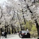 J2 모텔 | 계룡산 동학사 초보 트레킹 후기｜주차 꿀팁부터 소요 시간까지 (실시간 벚꽃 뷰)