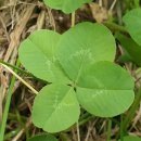 클로버(CLOVER) 네이버블로그