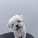 멍발머리 이미지