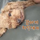 멍냥스푼 | 플라그오프 파우더 6주 동안 먹여본 내돈내산 찐 후기 (멍냥들 치석, 입 냄새 제거)