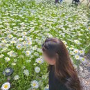 필무드(fillmood) | 꼭 가야 해! 하얀 데이지 꽃밭이 펼쳐지는 ‘필무드(Fillmood)’ 데이지 꽃 현황, 26.5.16 방문 후기🌼🌿