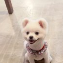 삐삐펫살롱 이미지