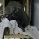 호텔이냥 이미지