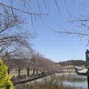 당진시 대덕1로2길 | [충남당진] 당진 벚꽃 골정저수지 개화상태🌸 만개 벚꽃스팟 추천