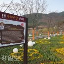 온花