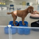 CFM애견유치원 이미지