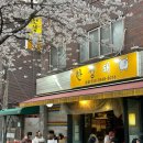 &lt;한성돼&gt;ㅣ서울벚꽃야장 4월7일 실시간 벚꽃개화 &amp; 웨이팅 정보 (내돈내산)