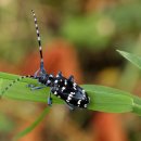 하늘소 농장 이미지