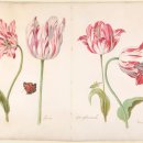 보태니컬 아트 이미지