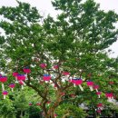 스타벅스 전남화순DT점 이미지