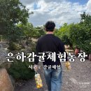 은하네농장 | 제주 서귀포 감귤체험 만원에 체험 가능한 은하감귤체험농장