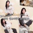 우정노래연습장 | 대전 셀프사진관 둔산동 오디티모드 애견동반 촬영후기