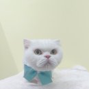 파주고양이 미용실 이미지