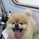 이리온댕 이미지