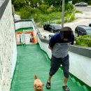 어서오시개냥 애견펜션 네이버블로그