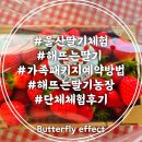 해뜨는어린이집 | 울산 딸기체험 해뜨는 딸기 농장 예약 단체체험 후기