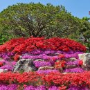 천안 겹벚꽃 명소 각원사 후기 가볼만한 곳 주차 꿀팁