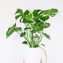 공기정화식물로 꾸미는 미니정원(재료비 15,000원) | 집에서 키워 돈 버는 식물을 판매할 수 있을까요?