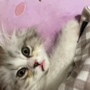 보리씨 이미지
