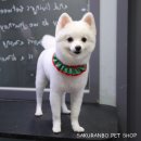 사쿠란보애견샵 부산대점 | 부산대애견미용/부산대 폼피츠미용/부산 온천장 애견미용/사쿠란보애견샵/사쿠란보 애견샵 부산대점/짱구