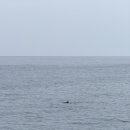 대정수산 | 제주도 돌고래 스팟 알려줄게! 제주 대정 가볼만한 곳
