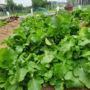 이상태농장 이미지