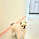 늘 예쁘개 | 동탄애견미용애견샵 첫 방문 후기, 포메라니안 스타일링 완전 감동했어요