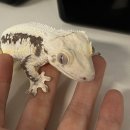 반포대로13길 48 (1) | 성북구크레스티드게코 전문샵 뮤트모스 사육사체험 후기