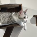 길고양이 마을(카스카) 네이버블로그