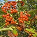 고향농장 이미지