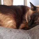 필립동물병원 이미지