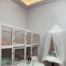 티나네강아지미용실 이미지